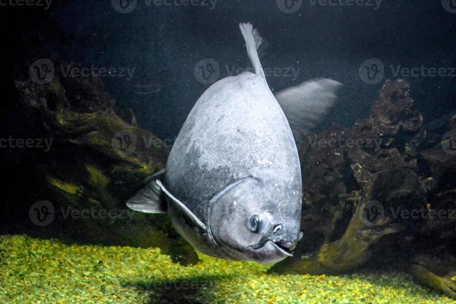 Grey Piranha - Serrasalmidae Fish Swimming photo