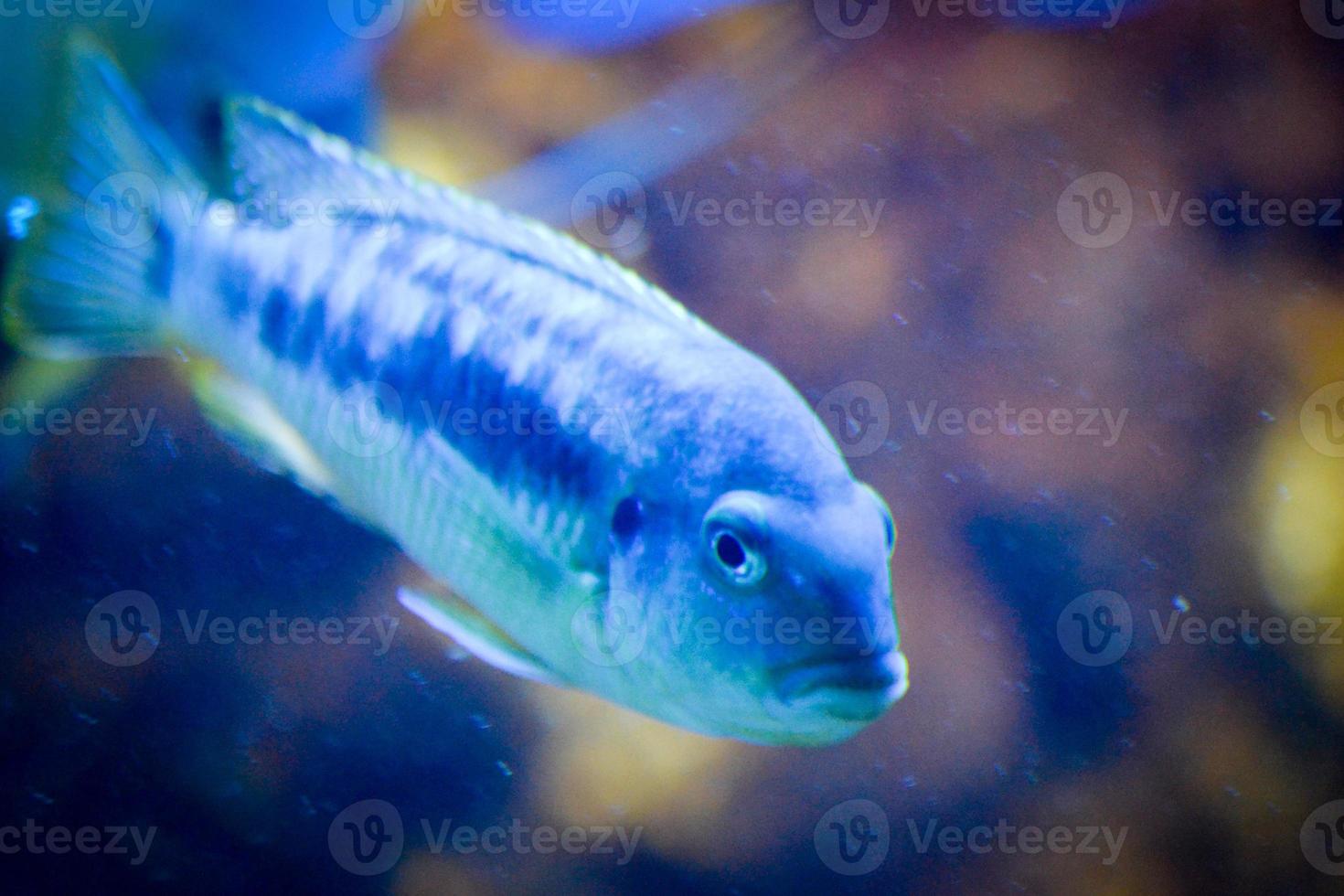 Blue Mouthbrooder Fish, Defocused Background 18904178 Stock Photo at