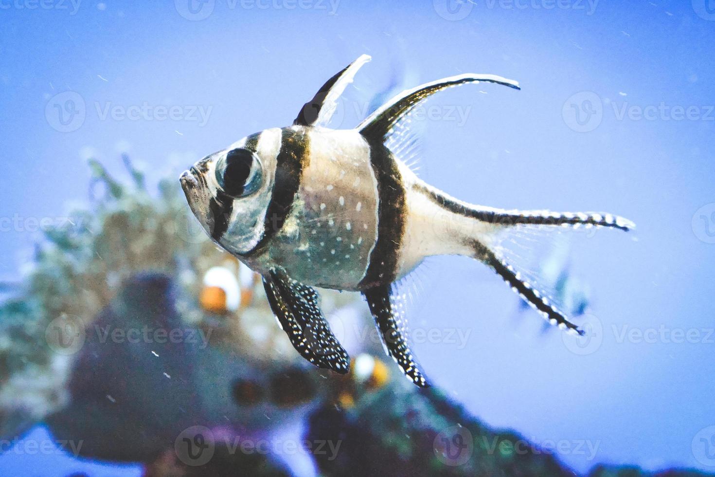 Banggai Cardinal Fish Swimming underwater, Coral Reef in Background photo