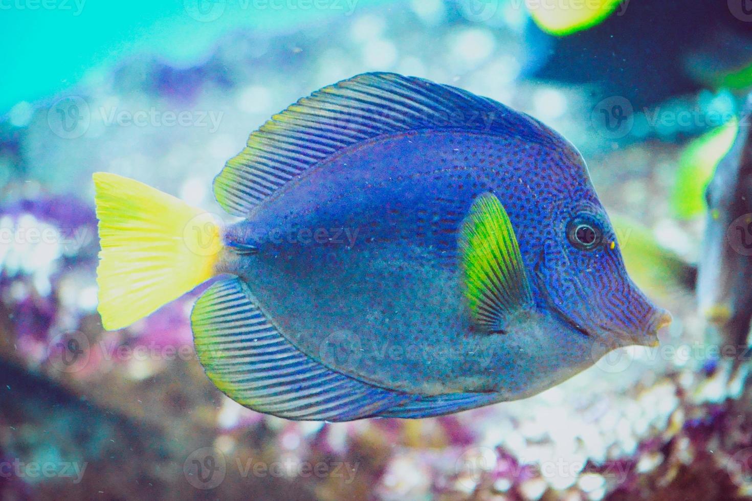 Blue and Yellow Zebrasoma Xanthurum Fish Swimming photo