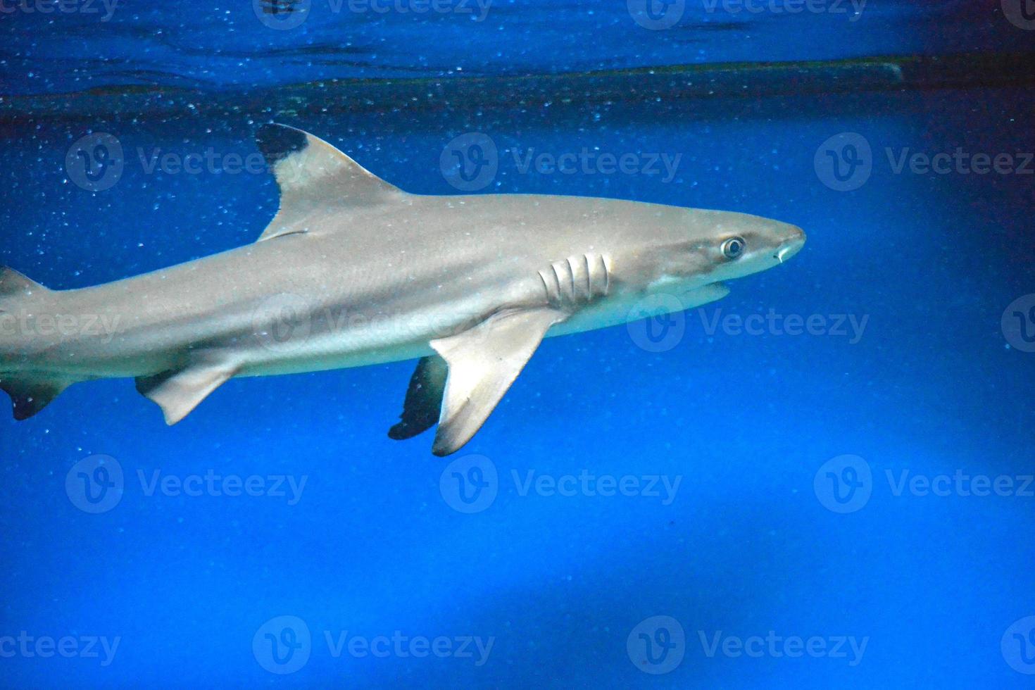 Carcharhinus Melanopterus Shark Swimming underwater, Blue Background photo