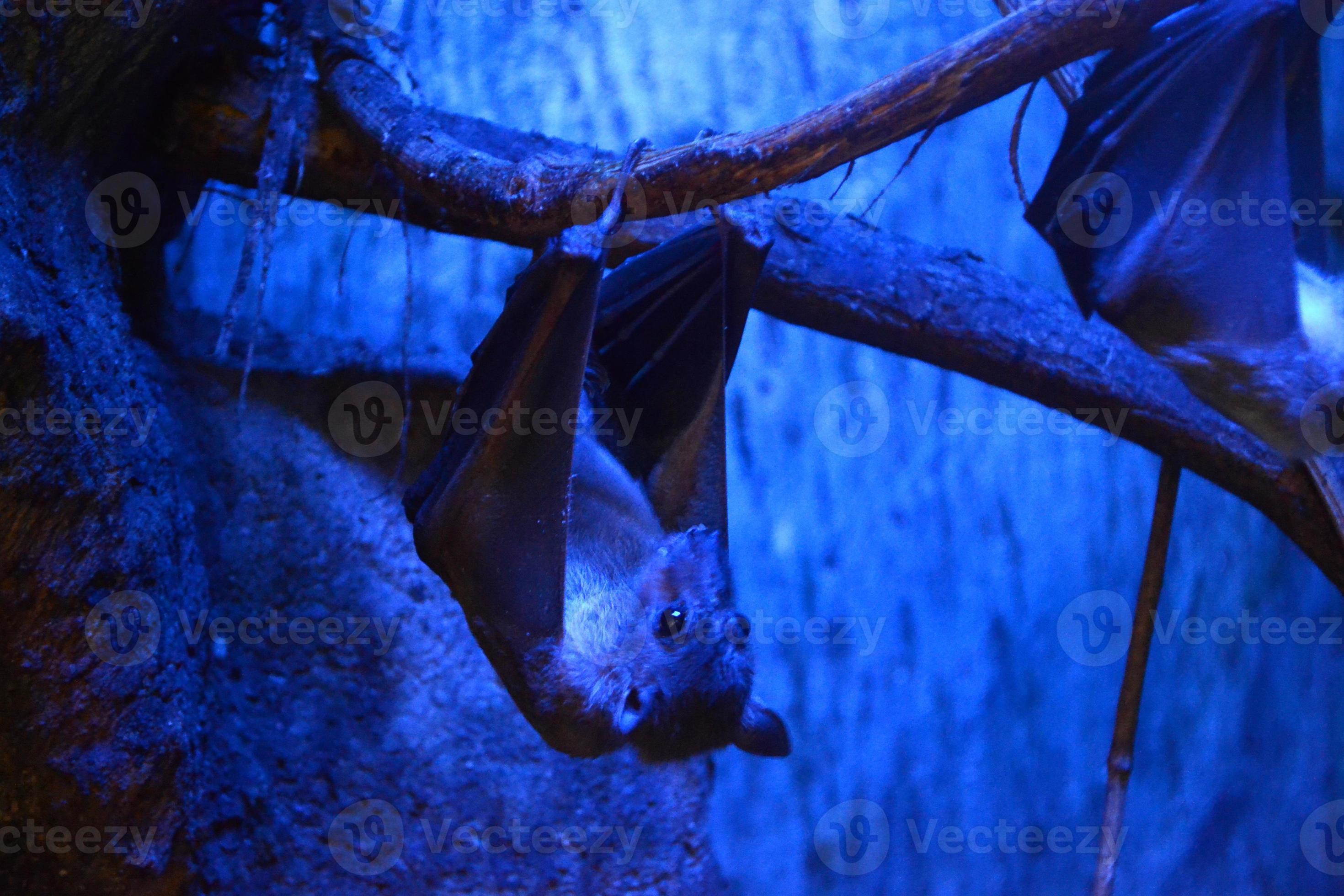 Bat Hanging Upside Down 18904197 Stock Photo at Vecteezy