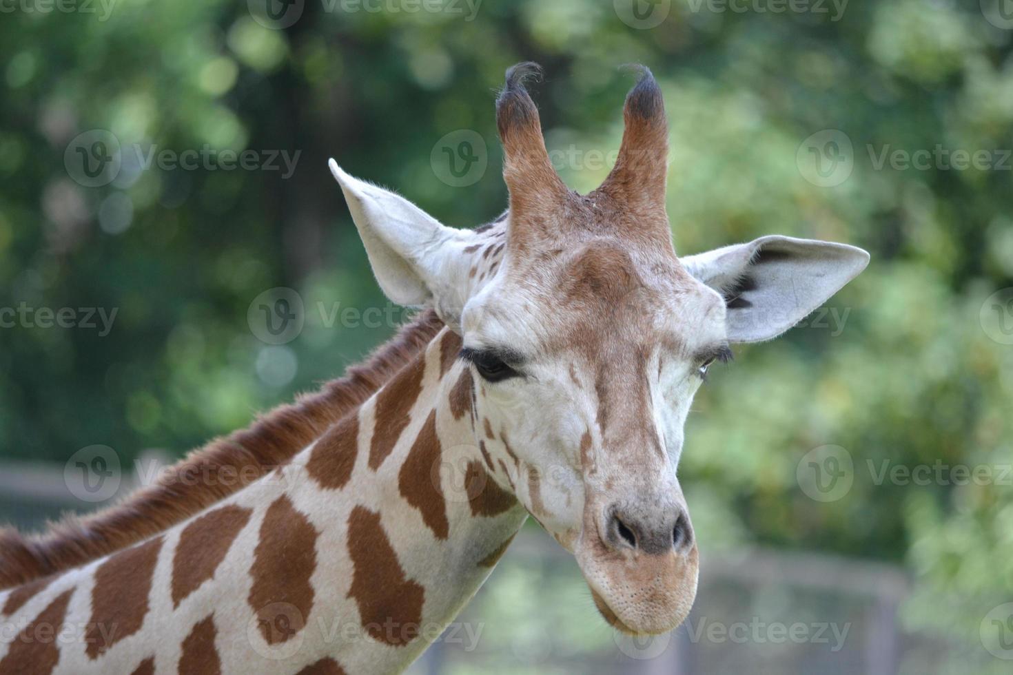 Giraffe - Head, Close-up photo