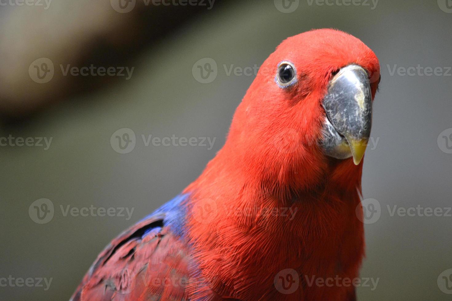 Red Eclectus Parrot, Selective Focus photo