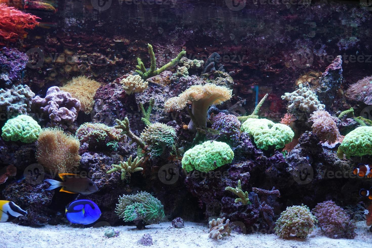 Hippo Tang Fish Swimming in Aquarium with Coral Reef photo