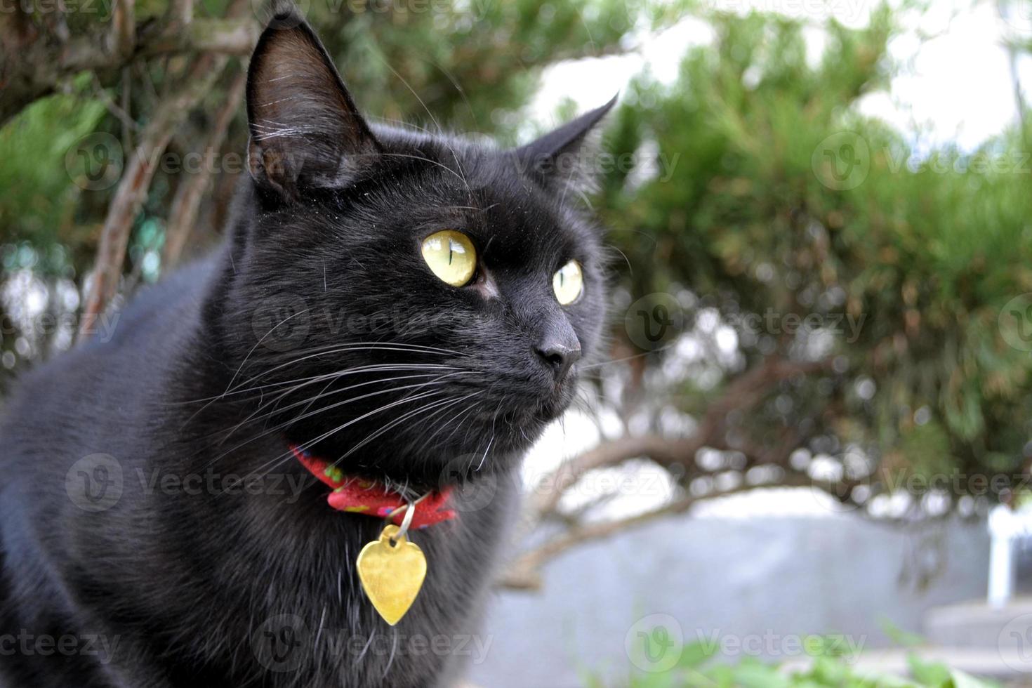 Black Cat with Red Collar photo