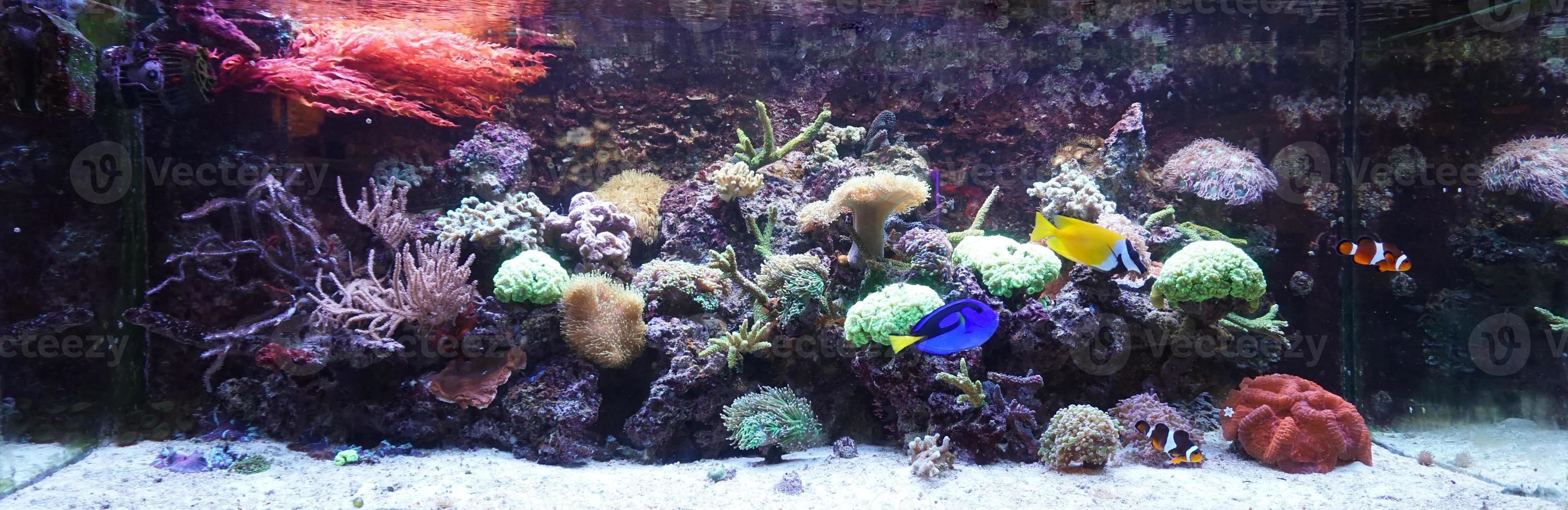 Hippo Tang, Foxface Rabbit and Anemone Fish Swimming in Aquarium with Coral Reef photo