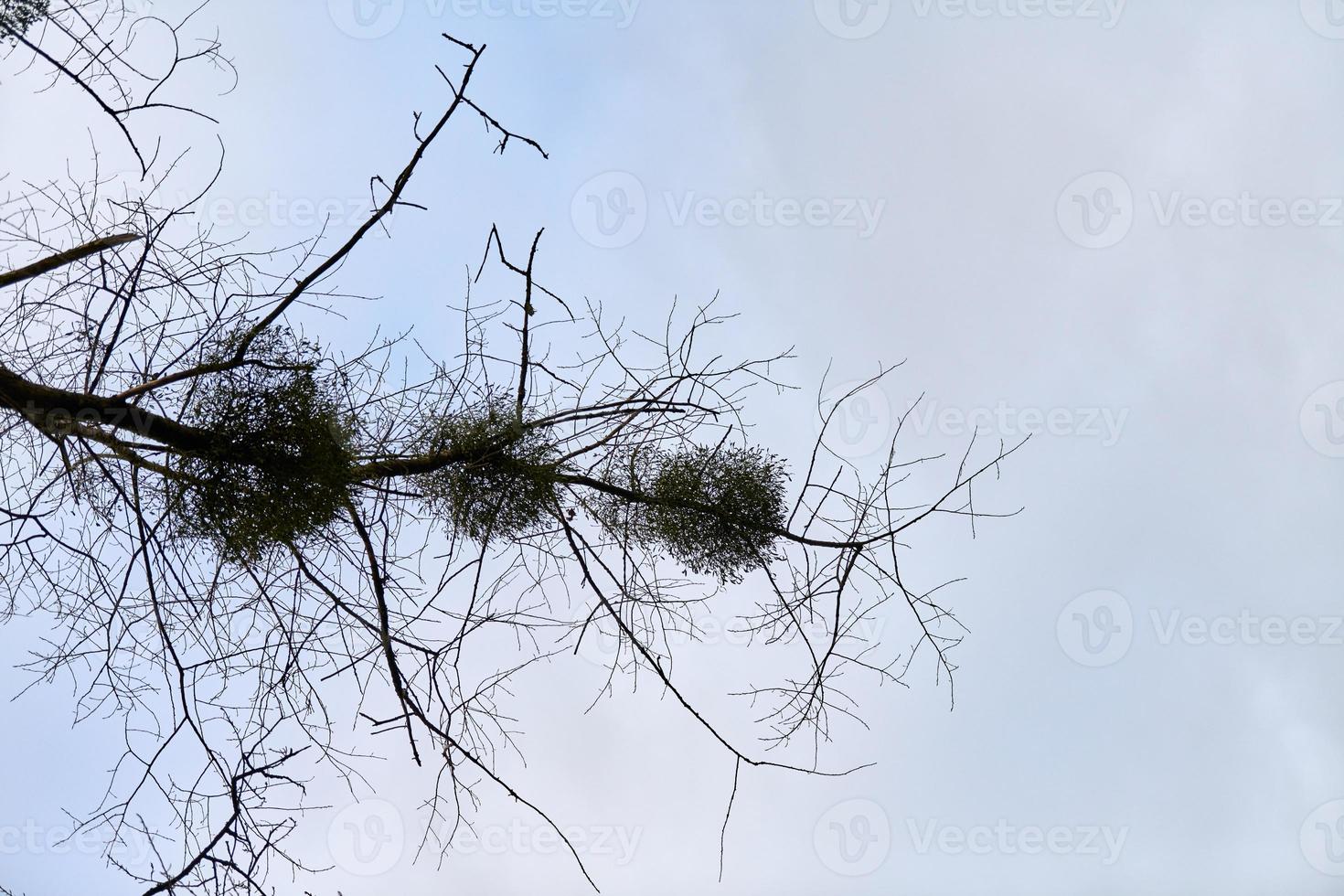 Viscum shrubs on tree branches photo