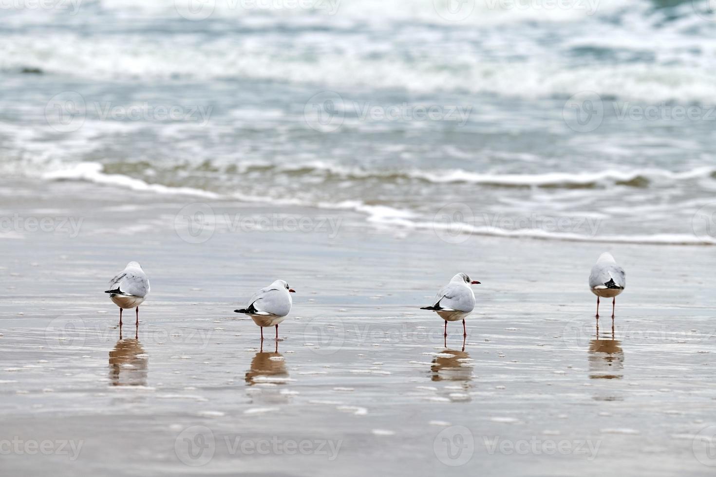 Seagulls walking on sandy beach near Baltic sea photo