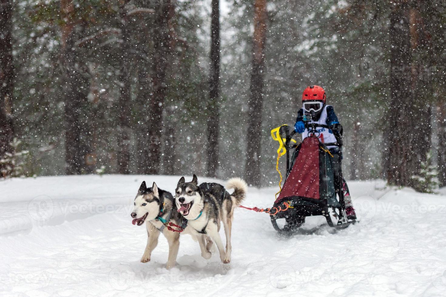 carreras de perros de trineo. El equipo de perros de trineo husky tira de un trineo con un musher de perros. competición de invierno. foto