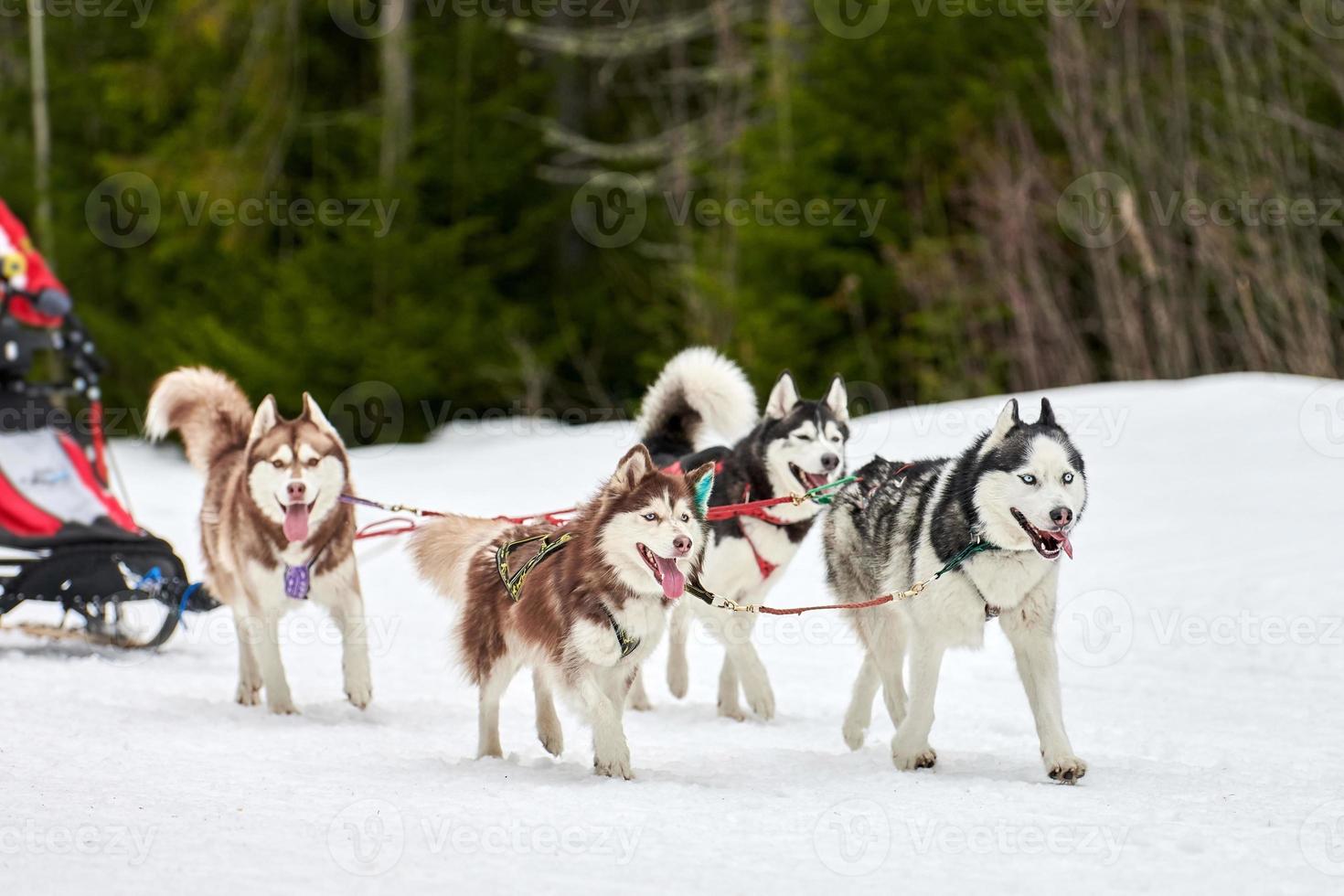 carreras de perros de trineo husky foto