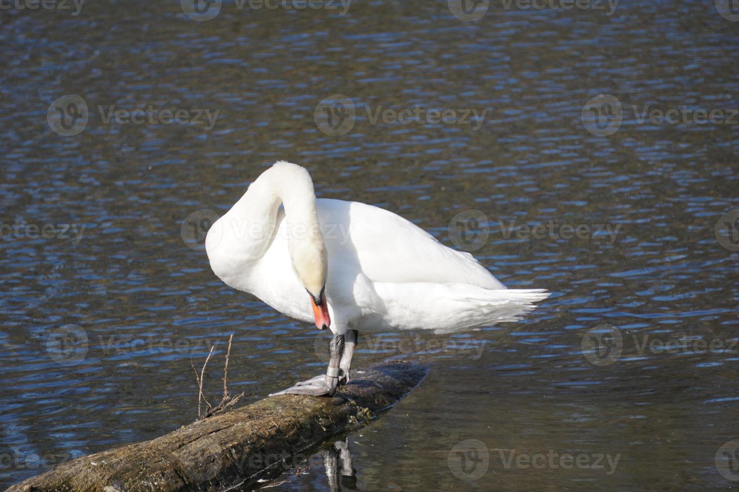 cisne blanco parado en la orilla foto