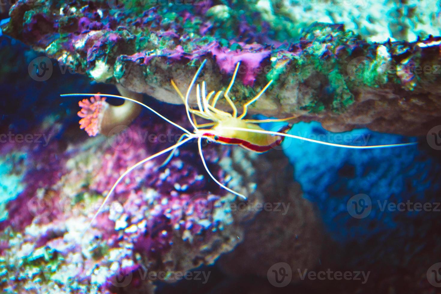 Lysmata amboinensis - camarones limpiadores amarillos y rojos caminando boca abajo sobre rocas foto