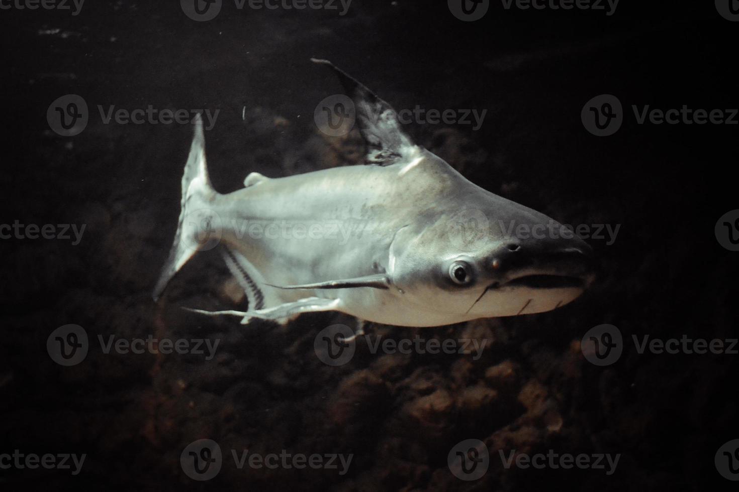 pangasianodon hypoththalmus - tiburón gris, fondo oscuro foto