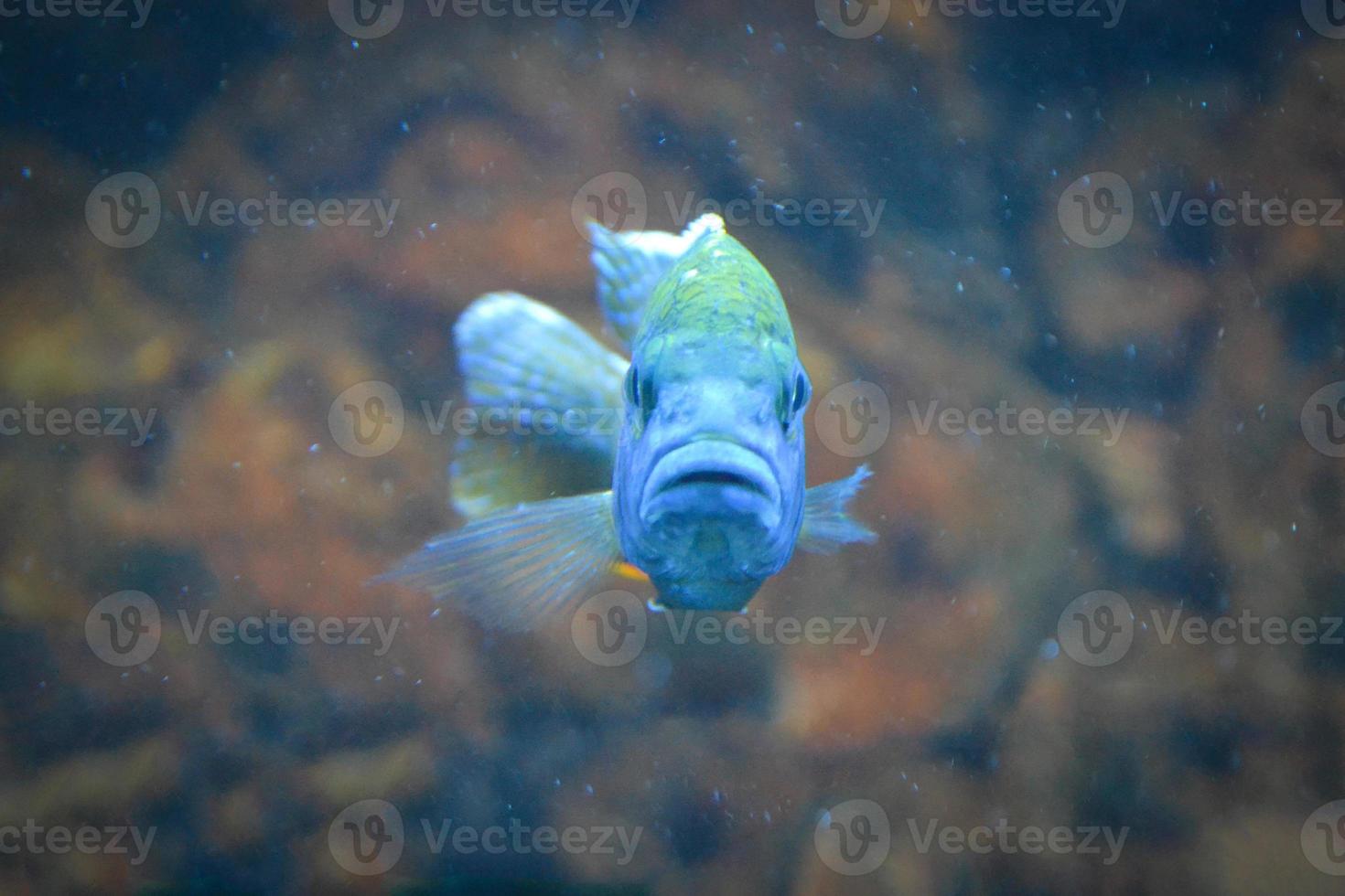 Blue Mouthbrooder Fish - Front View, Defocused Background photo