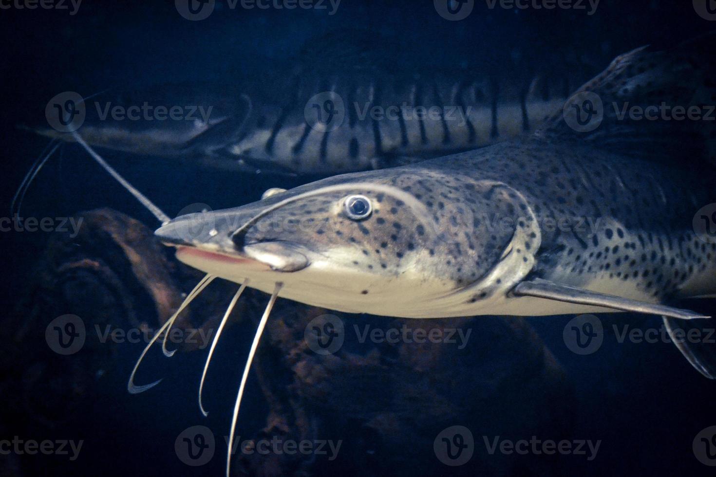 White and Brown Catfish Swimming in Aquarium photo