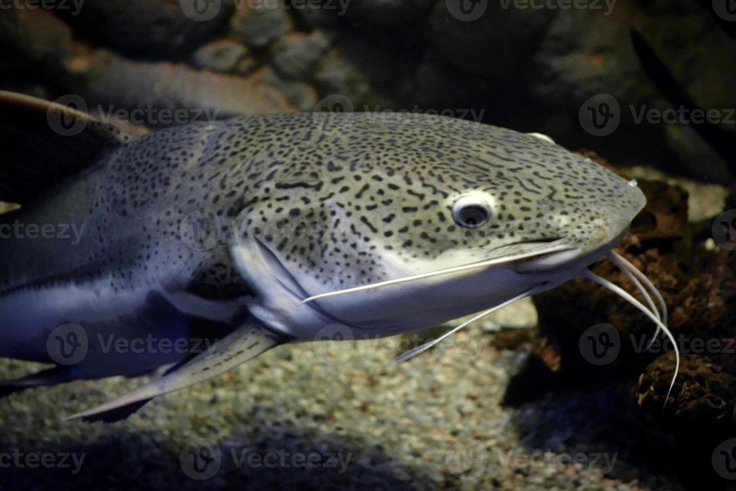 Phractocephalus Hemioliopterus - Grey, Spotted, Redtail Catfish photo