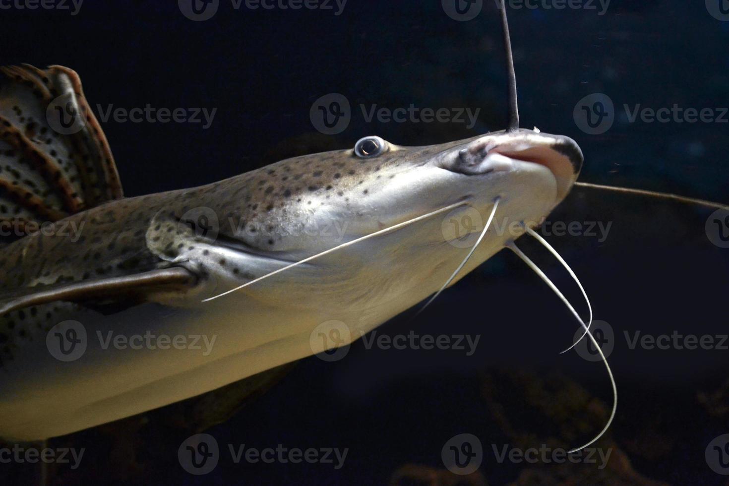 Pseudoplatystoma Fasciatum Fish, Black Background photo