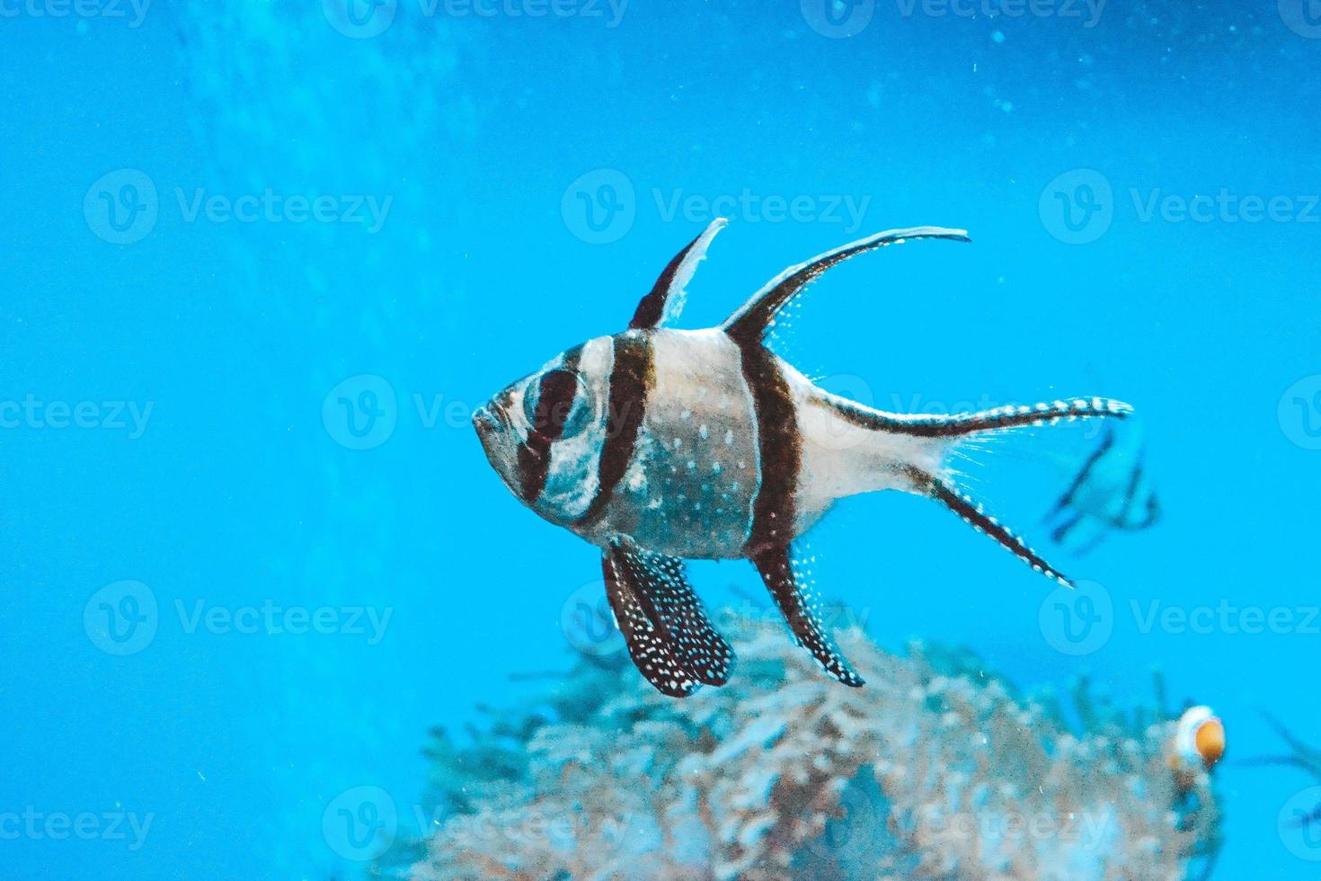 pez cardenal de banggai nadando bajo el agua, arrecife de coral en el fondo foto