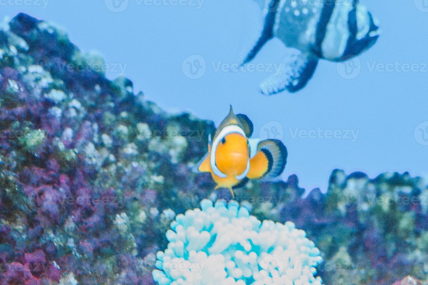 White and Orange Anemone Clownfish, Coral Reef photo