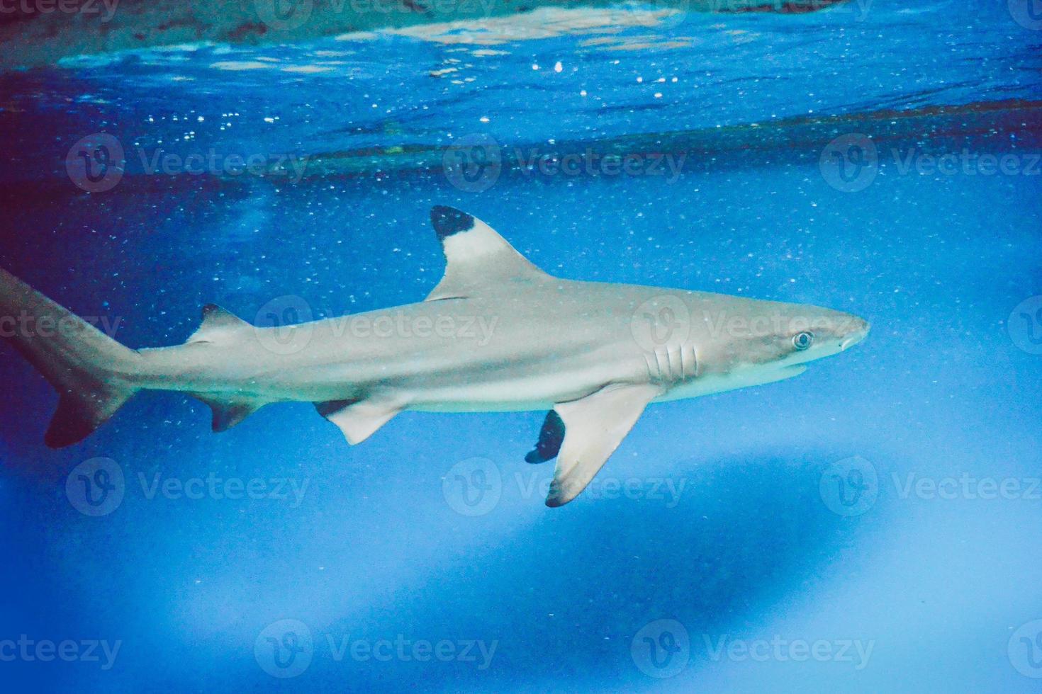 Carcharhinus Melanopterus Shark Swimming underwater, Blue Background photo