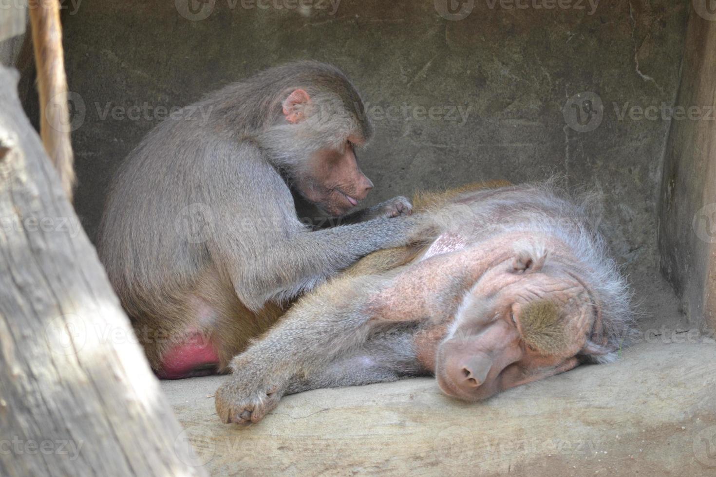 Baboons Resting on Rocks photo