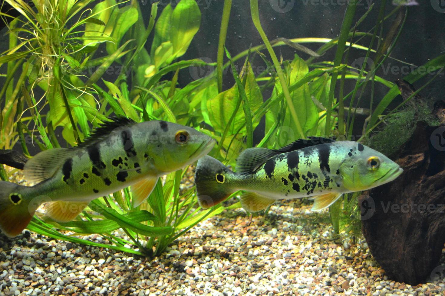 Two Mouthbrooder Fish photo