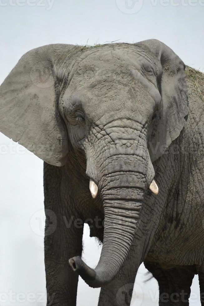 African Elephant - Close-up photo