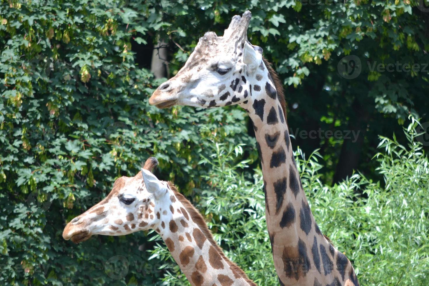 Two Giraffs - Heads, Close-up photo