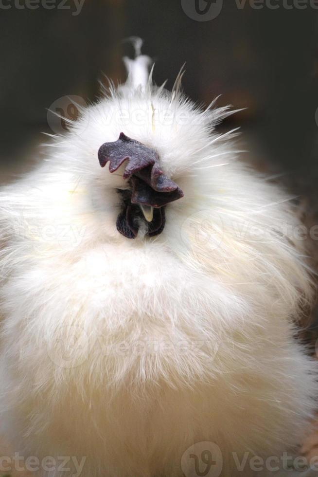 gallina blanca exótica, fondo negro foto