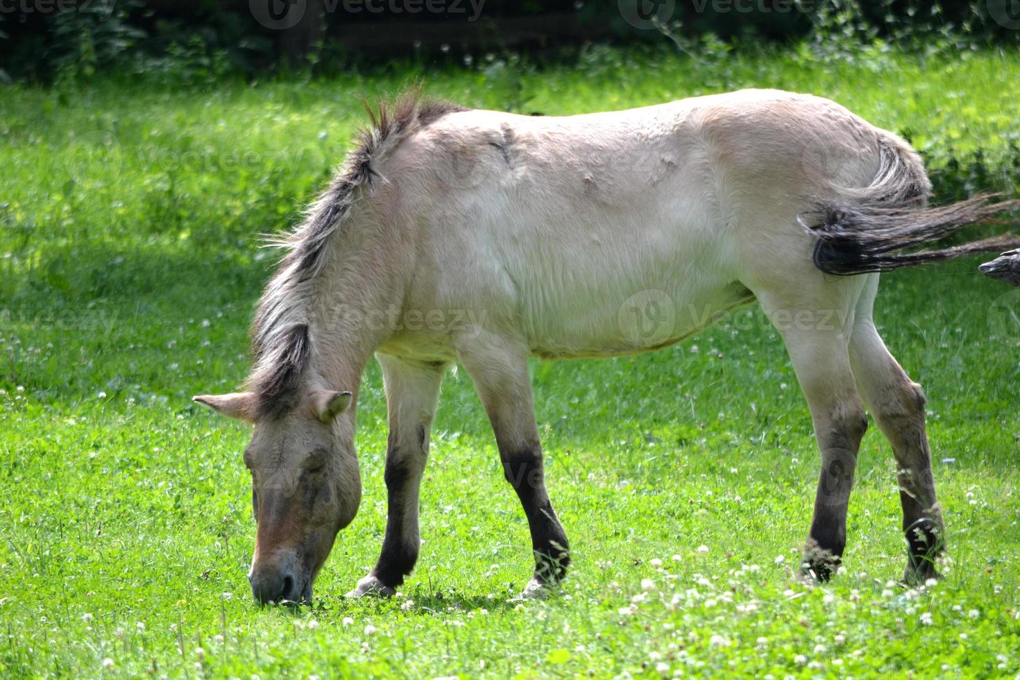 polaco konik - el caballo come hierba foto