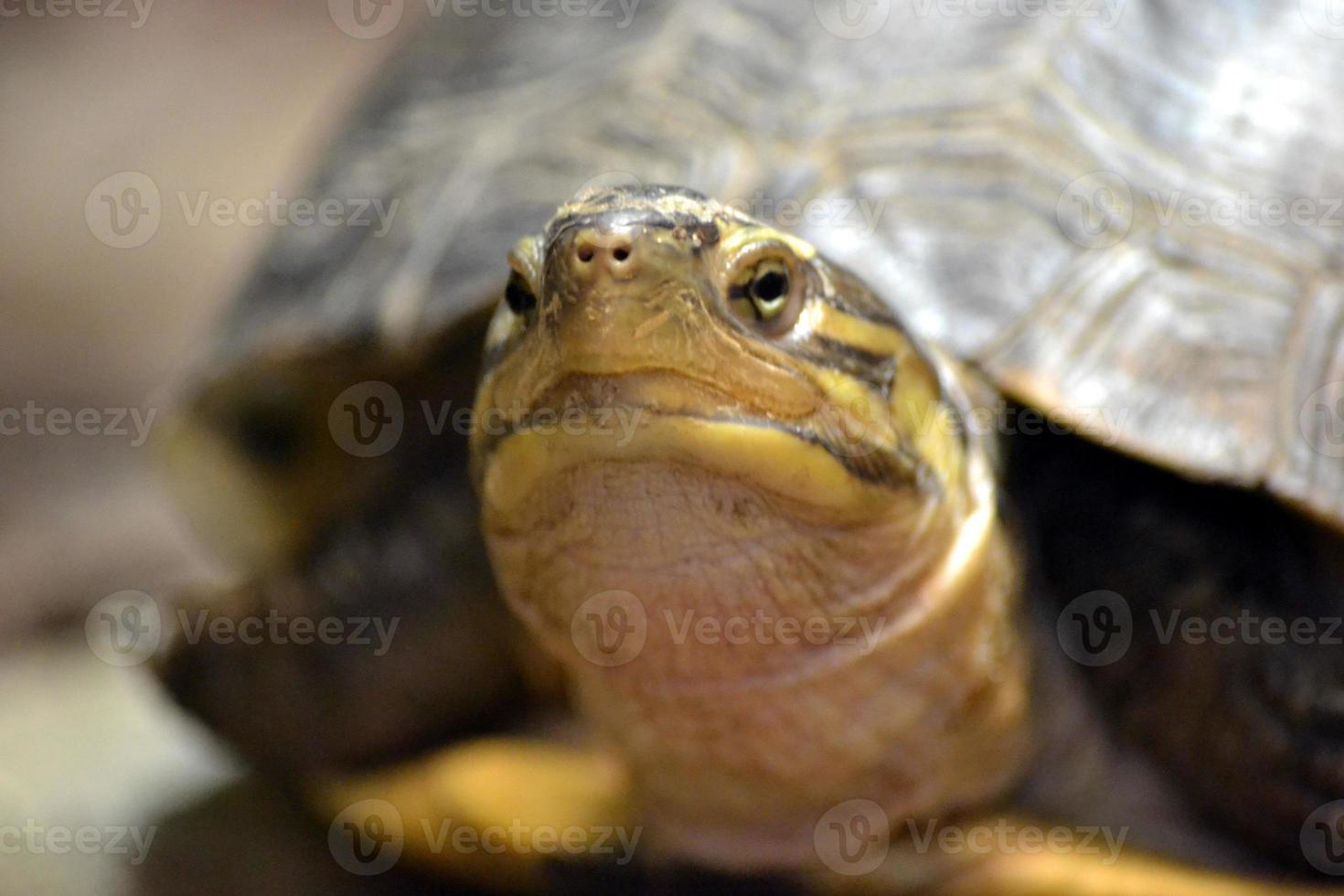 Tortoise Turtle - Selective Focus photo