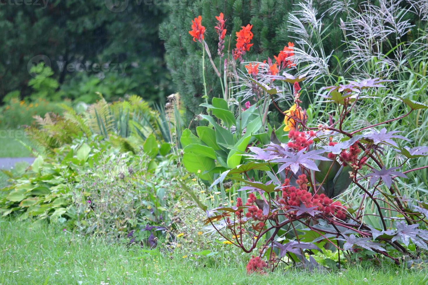 Colorful Flowers in Garden photo