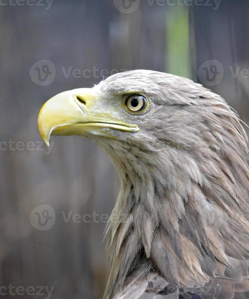 American Eagle with Yellow Beak photo