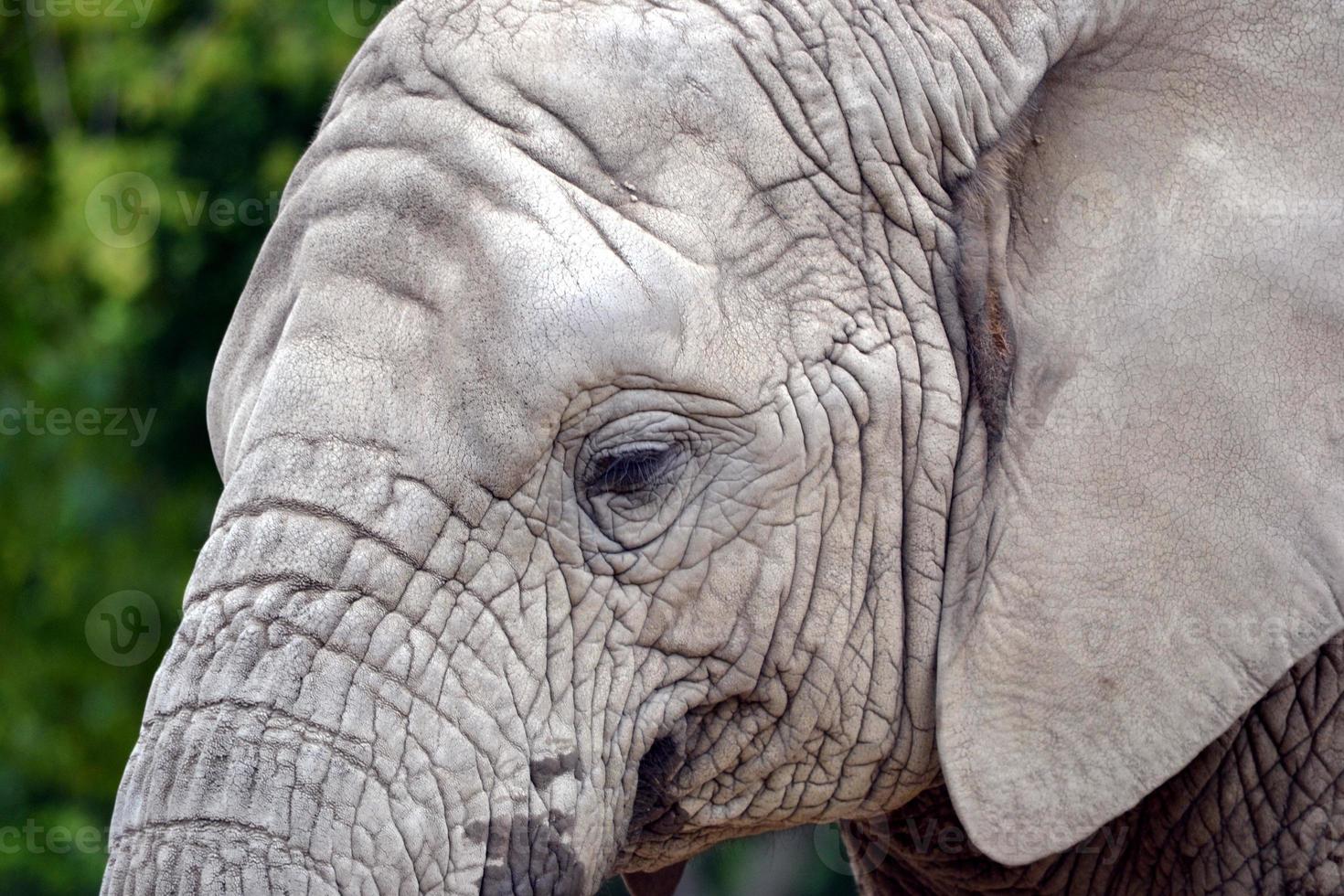 African Elephant - Close-up Photograph photo