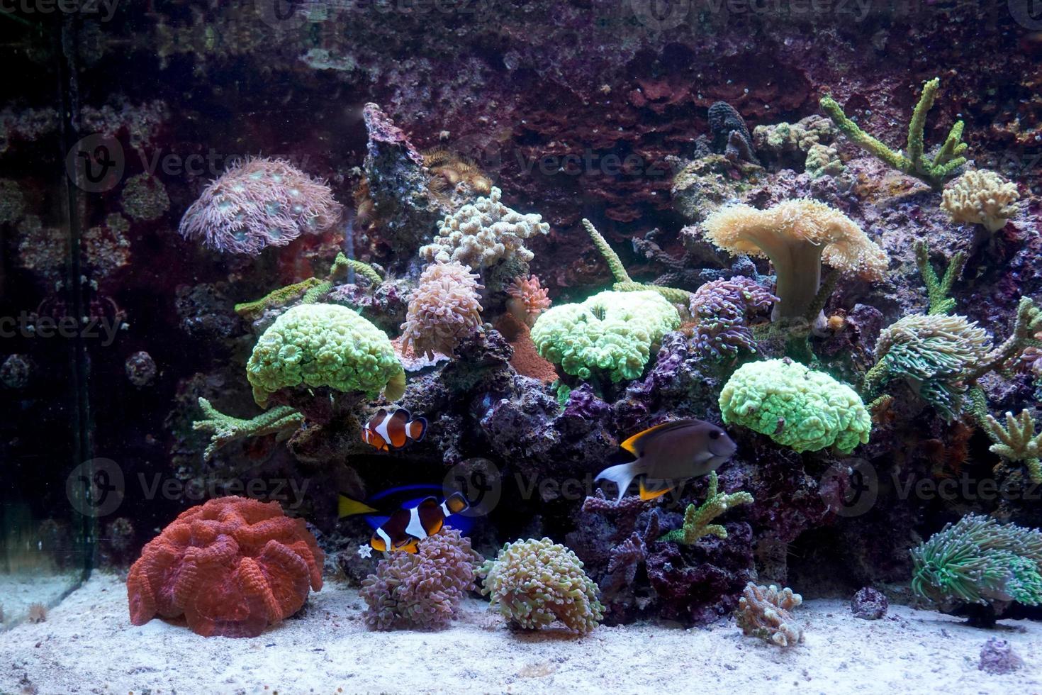 anémona y peces naso tang nadando en acuario con arrecife de coral foto