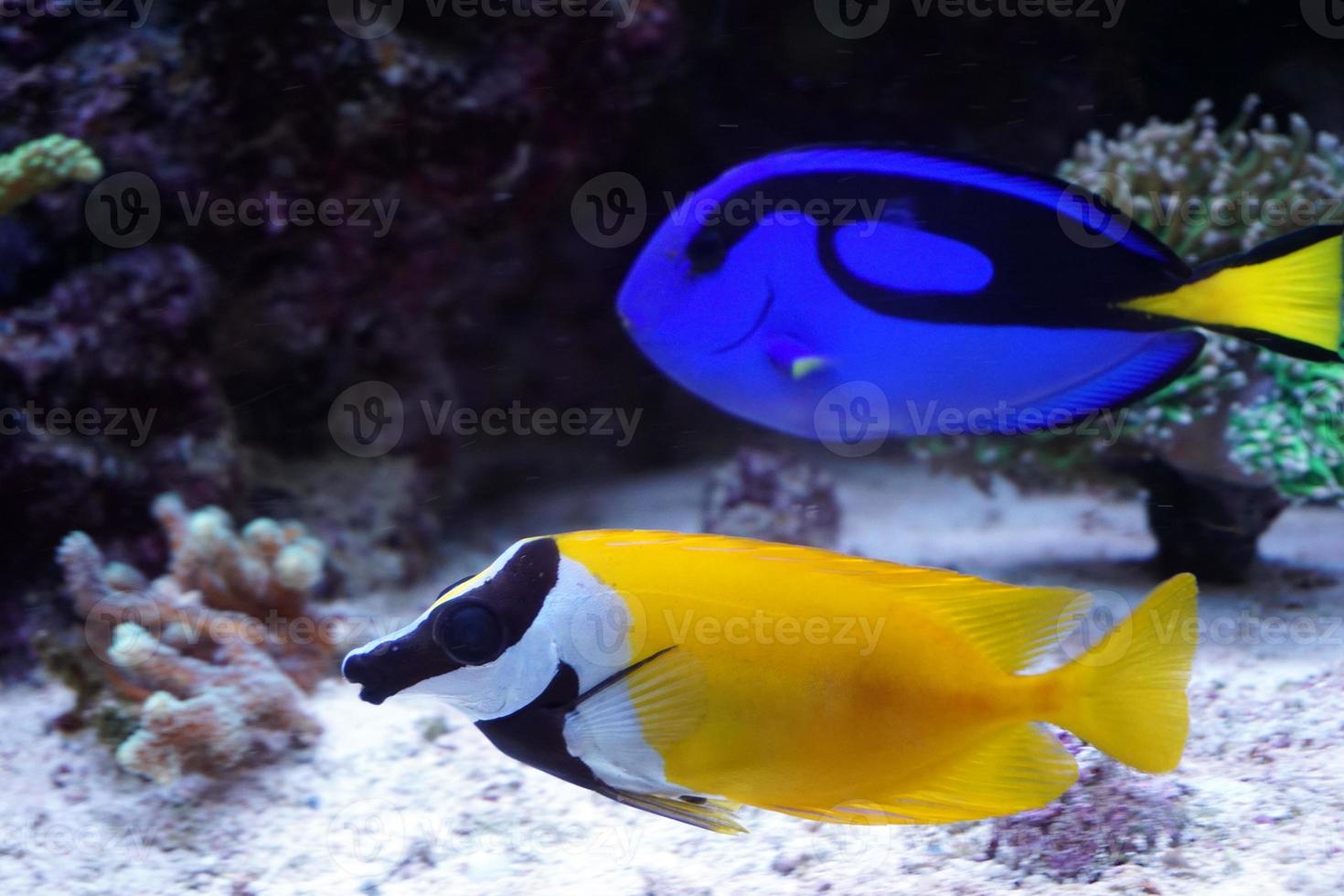 Hippo Tang and Foxface Rabbitfish Swimming in Aquarium photo