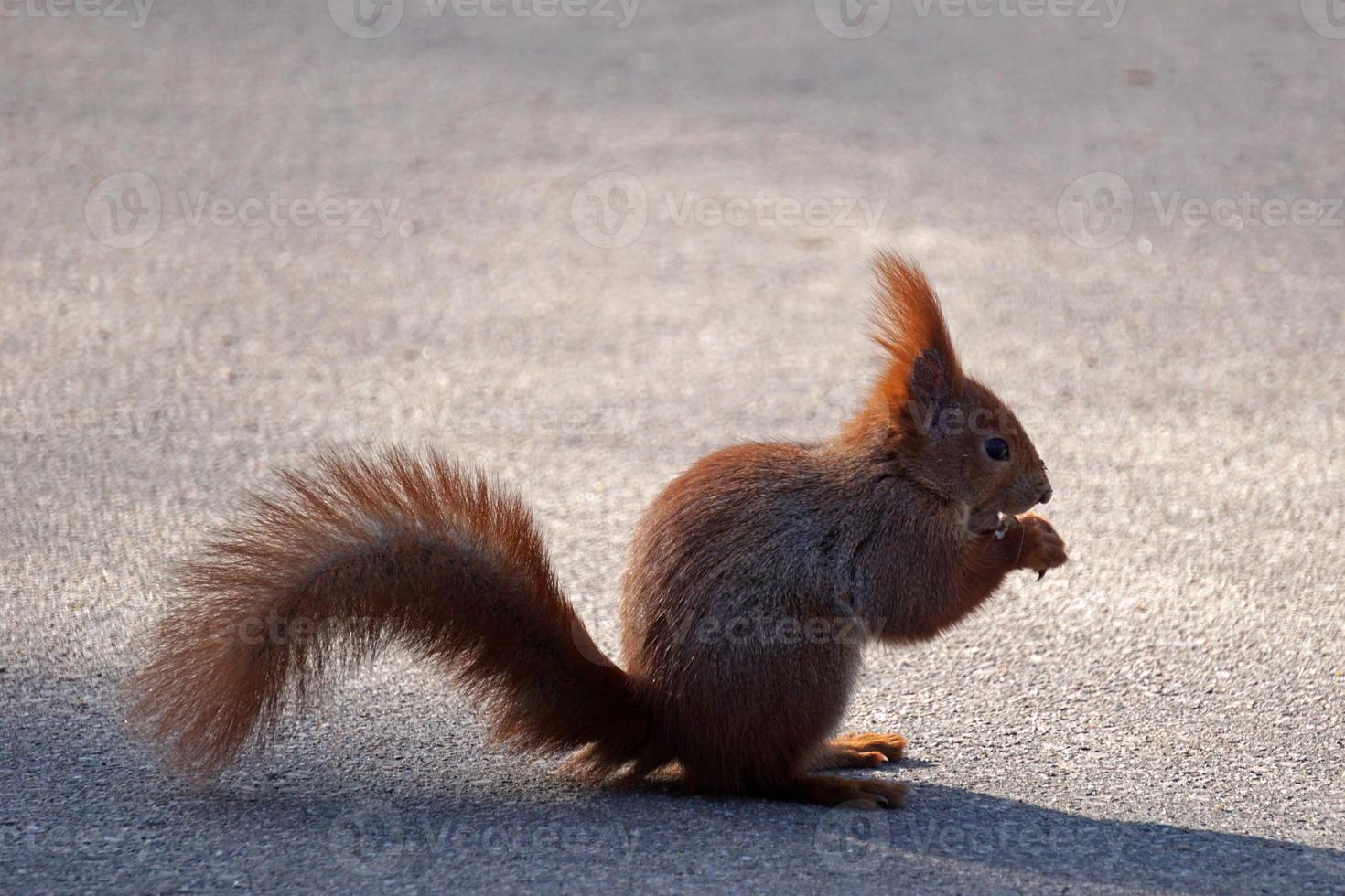 Squirrel Eating a Nut - outdoors Photograph photo