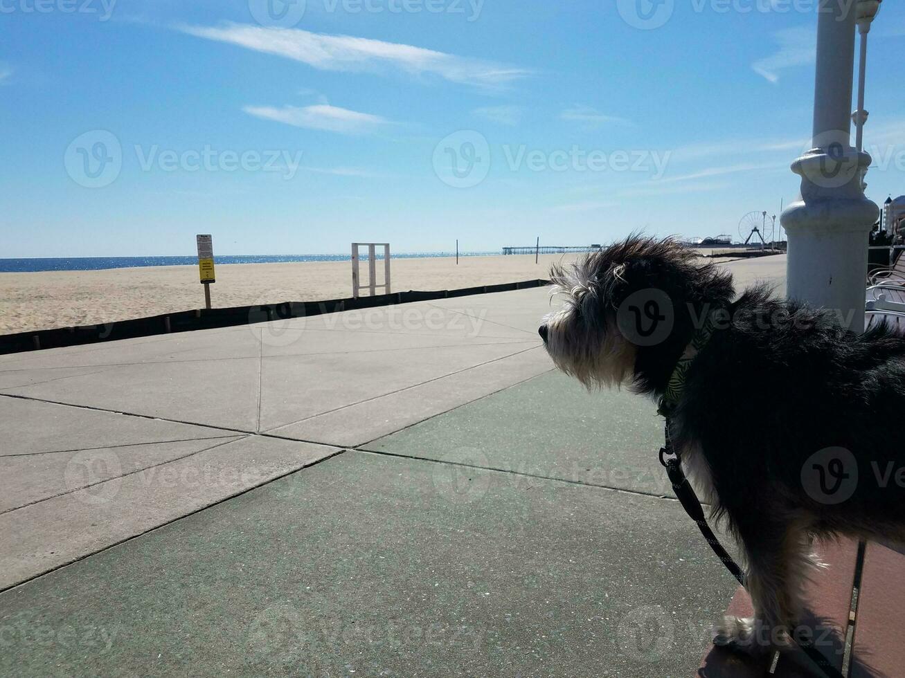 dog on leash at boardwalk staring at the ocean photo
