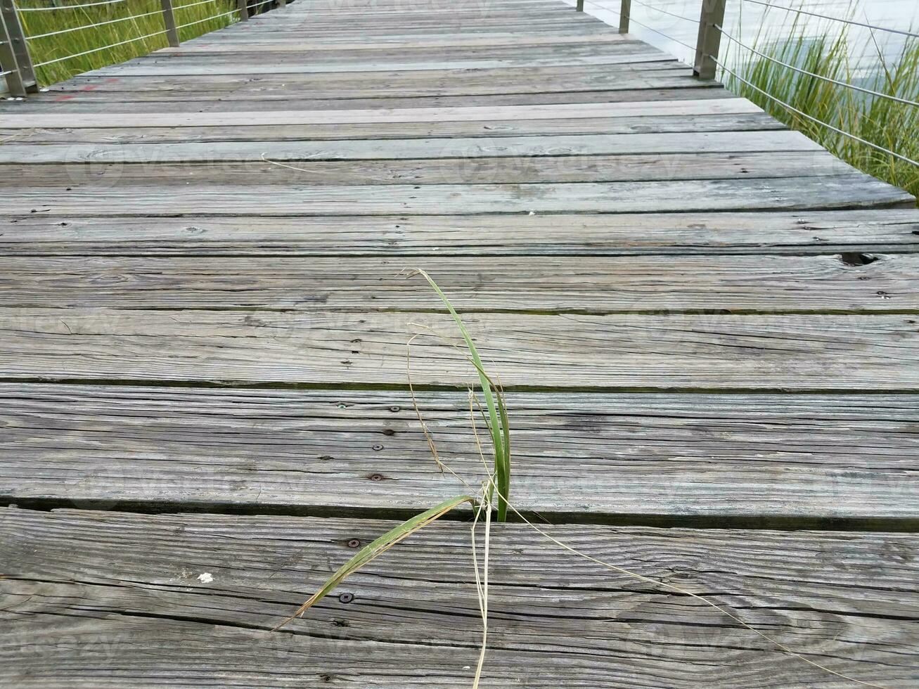 grass growing up through wood boardwalk near water photo