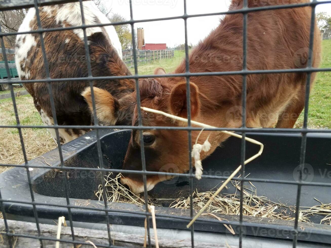 brown and white cows eating from a trough with fence photo