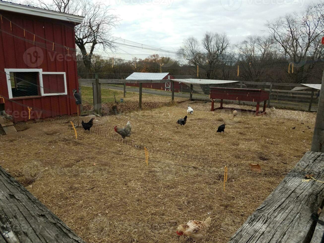 gallinas y gallos en gallinero en granja con vallas foto