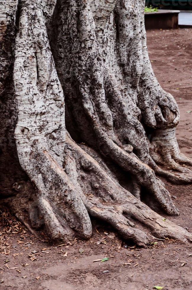 Tree trunk close-up photo