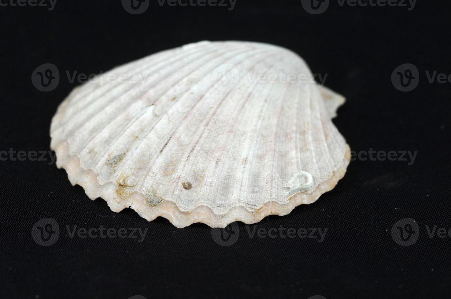 Sea shell on black background photo