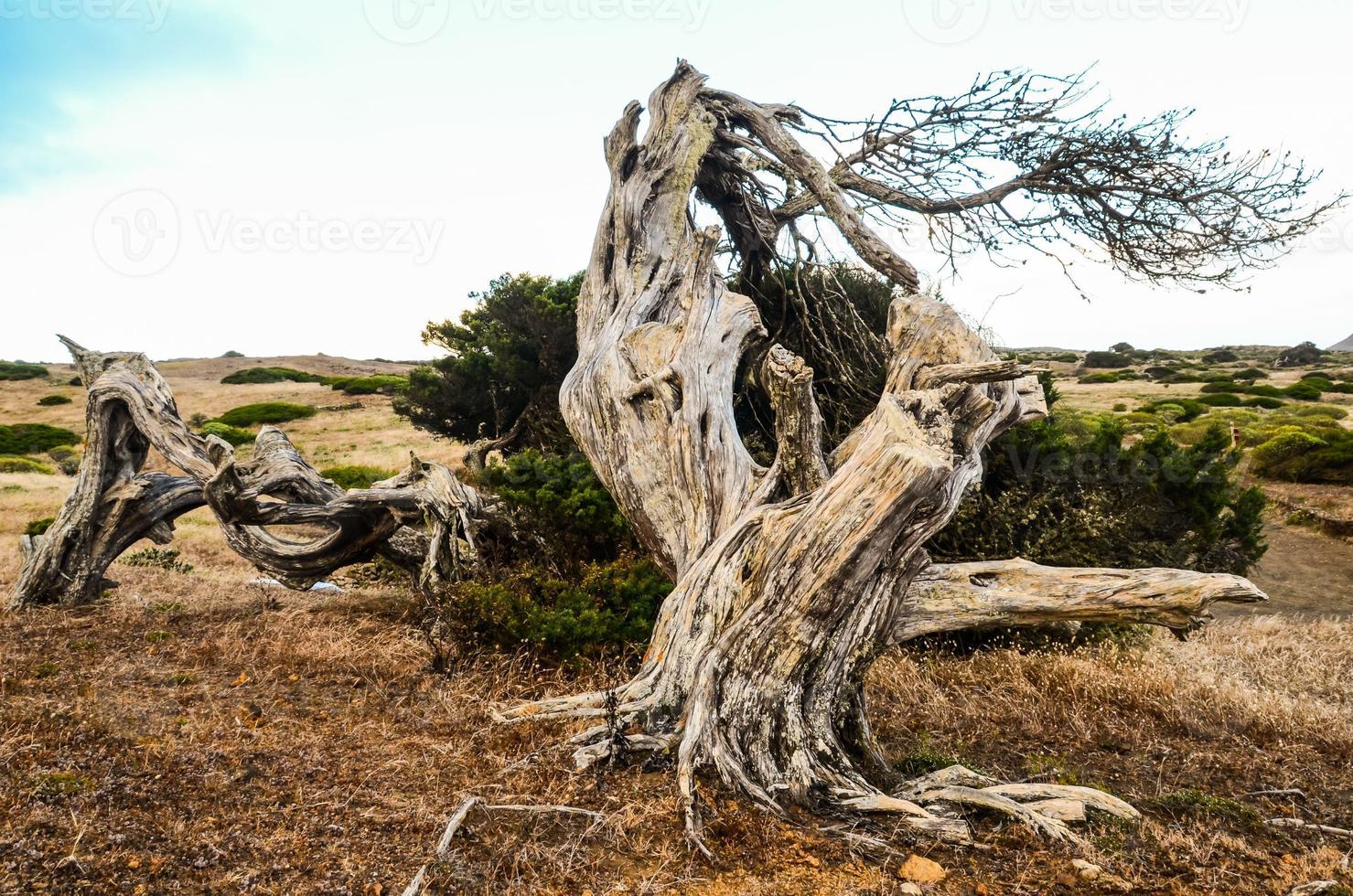 Dead tree view photo