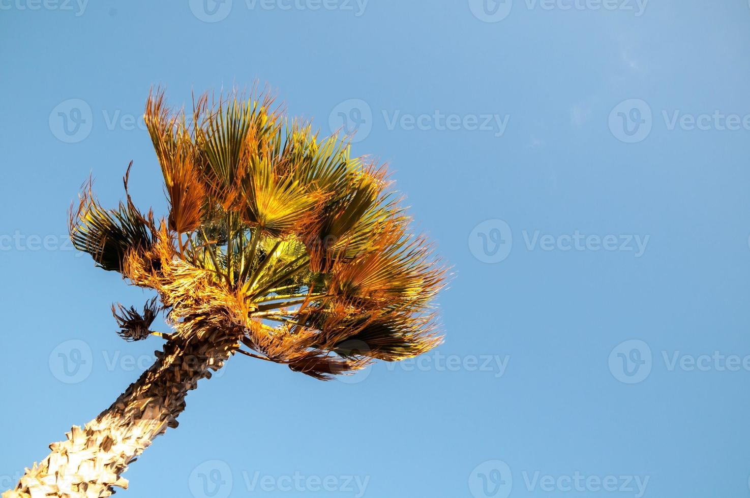 View with palm trees photo