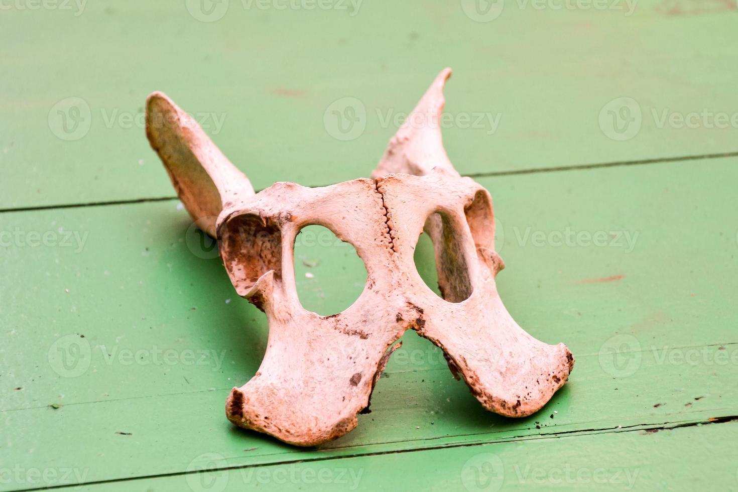 Animal skull on green background photo