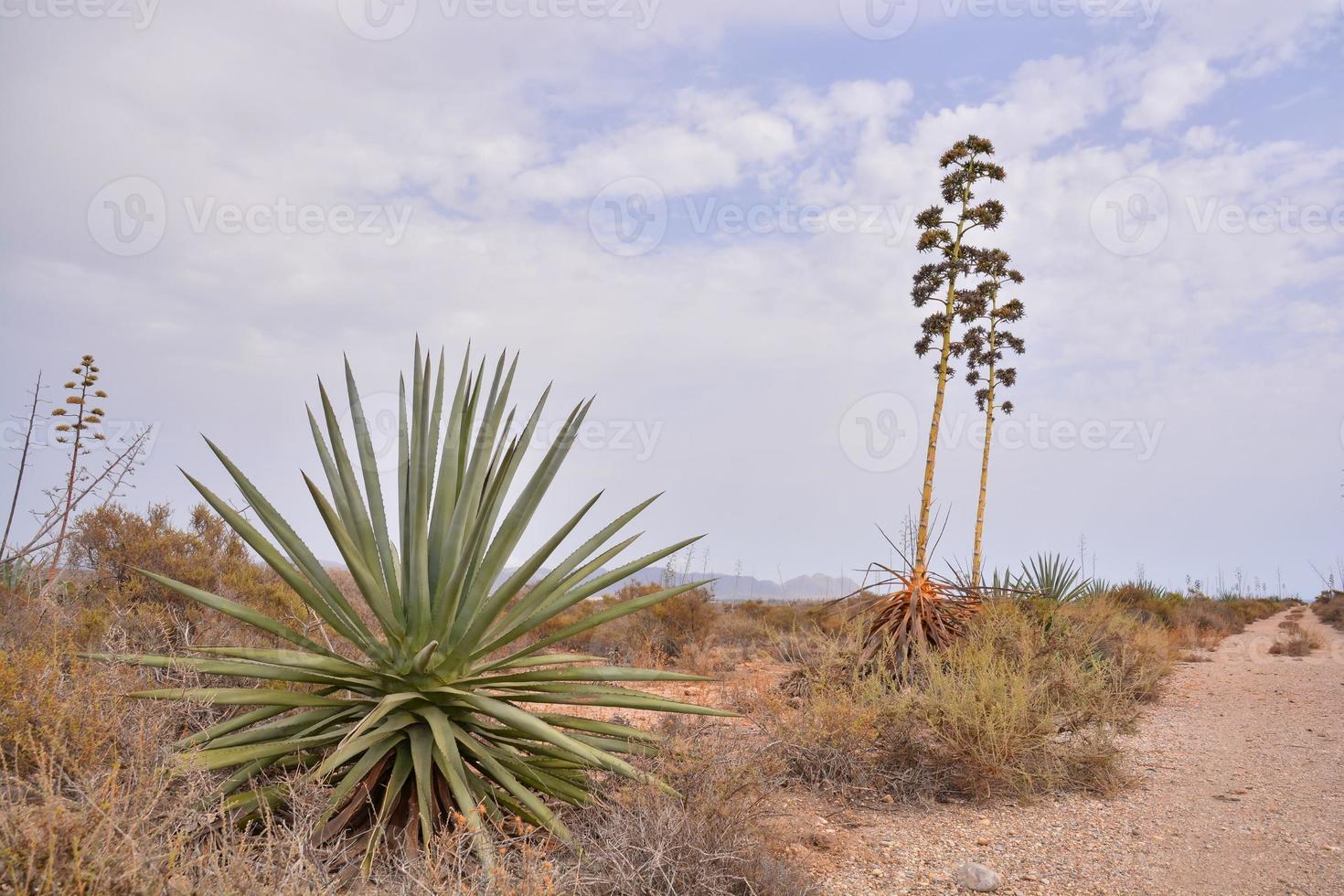 vista del paisaje del desierto foto