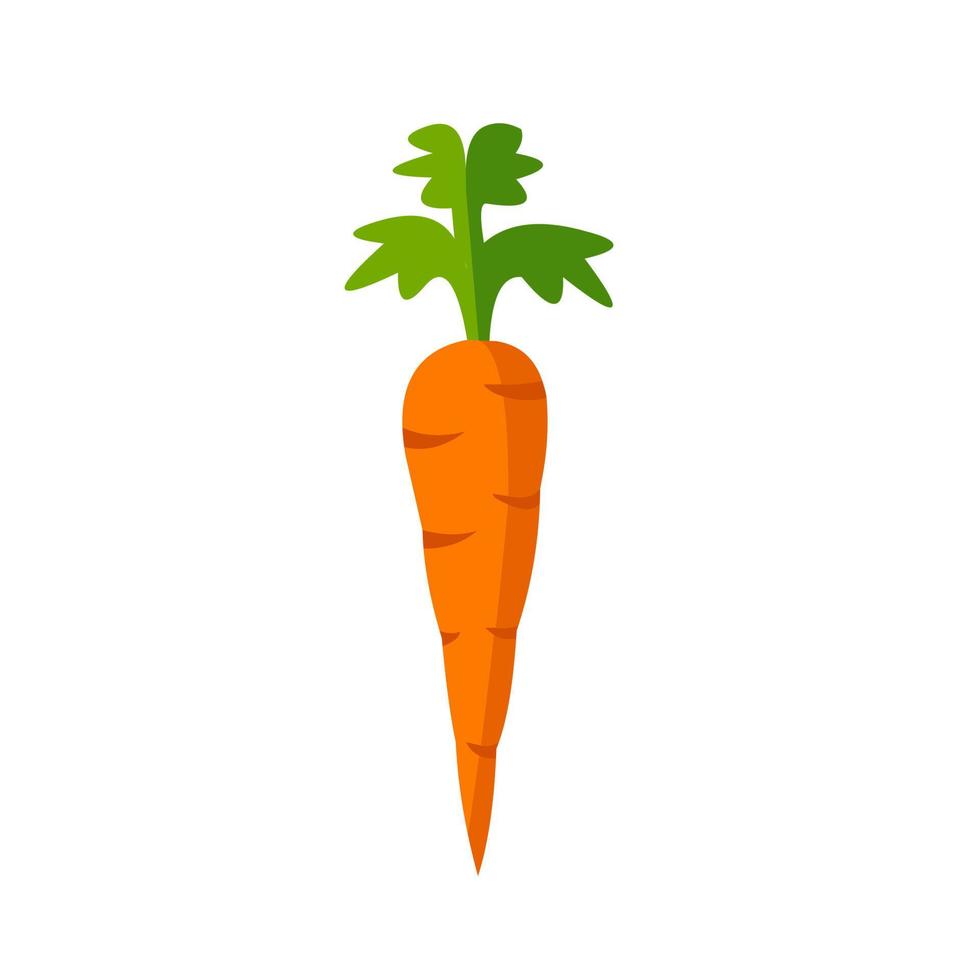 carrot vegetable icon design on isolated white background vector