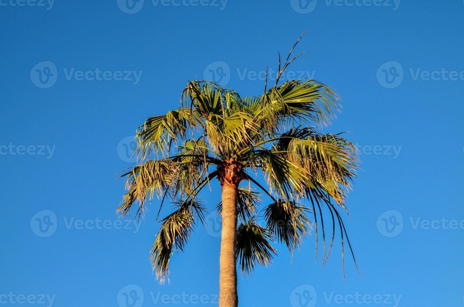 View with palm trees photo